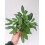 2 x Large Sage Plants - Herb Plants in 14cm Pots 2