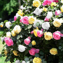 GardenersDream Vibrant Tricolour Rose Bush - Fragrant Summer Blooms for Gardens & Patios, Hardy Outdoor Scented Perennial Rose Plant in 5L Pot, Ideal