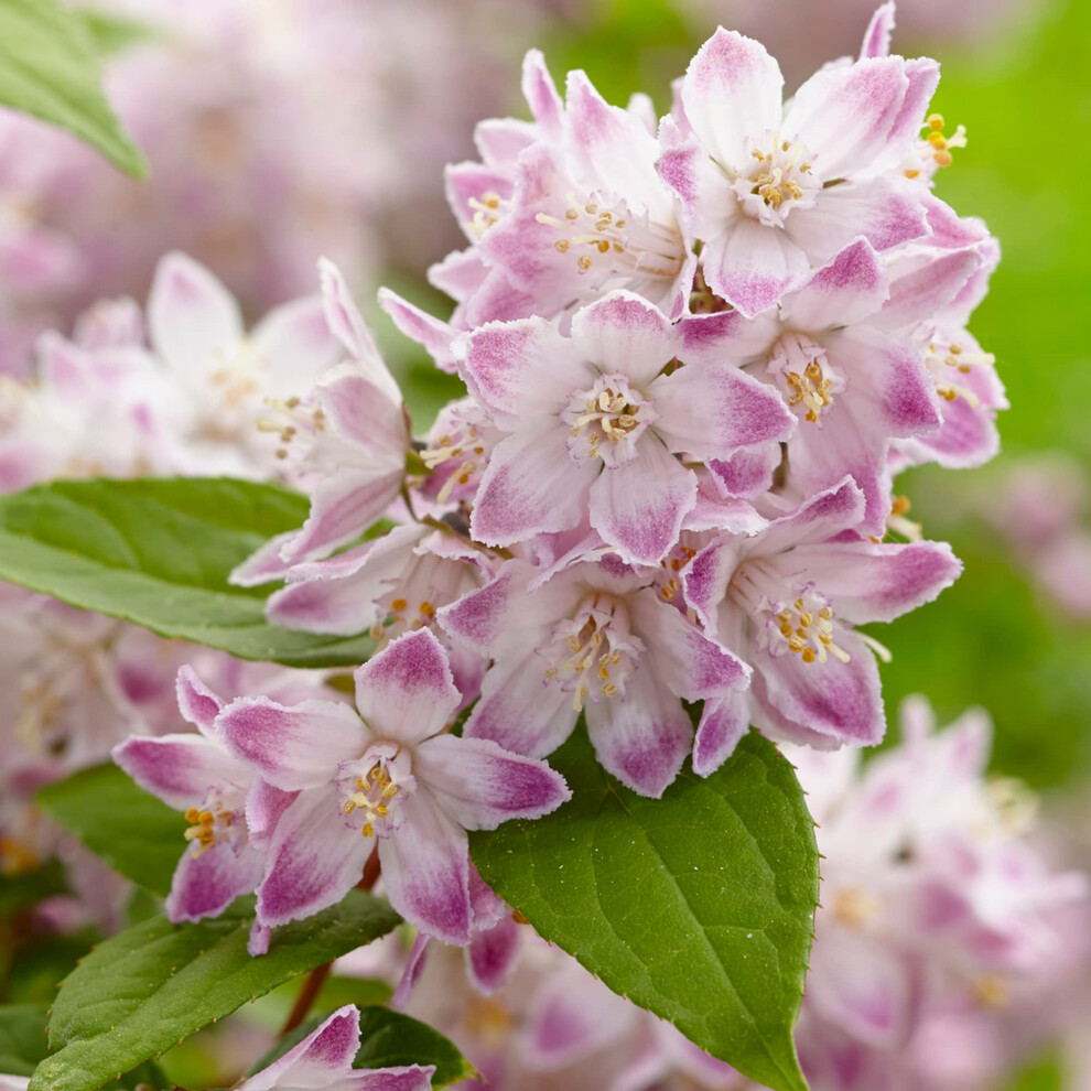 Gardenersdream Deutzia Raspberry Sundae | Deciduous Flowering Potted Garden Shrub Plant (20-30Cm Incl. Pot) Light/Green/Purple