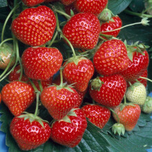 Strawberry Marshmello | Extra Sweet Perennial Outdoor Garden Fruit Plants | 10 Pack