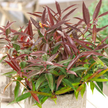 Leucothoe Burning Love Evergreen Shrub - Garden Ready Plants - Outdoor Plants All Year Round - Garden Ready and Hardy Outdoor Evergreen Shrubs (9cm