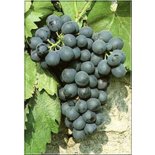 1 x Black Grape Vine Plant Vitis Boskoop Glory - High Yielding Dessert Fruit - for UK Climates Garden Outdoor