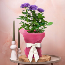 GardenersDream Purple Rose Outdoor Plant Gift - Live Roses Garden Plant for Birthday, Anniversary & Mother's Day Gifting - Pink Hessian Wrapping,