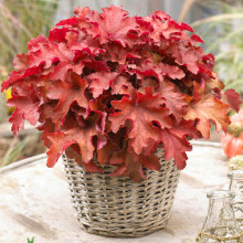 Heuchera Cranberry - Coral Bells Garden Ready Potted Plants - Outdoor Perennial in Pot - Hardy Flowering Plant (9cm Pot, 10-20cm)