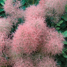 Cotinus Coggygria Candy Floss | Pink smoketree Hardy Outdoor Garden Shrub 9cm Pot