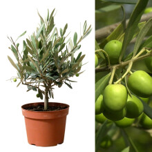 Carbeth Plants Real Olive Tree on Stem - Olive Trees in 14cm Pots Outdoor 'Olea Europa' - Indoor and Outdoors Fruit Tree - Ideal Olives Gift for