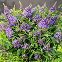 Buddleia Candy Lila Sweetheart Purple Butterfly Bush - Dwarf Buddleia Plants Outdoor Garden Ready - Garden Ready and Hardy Outdoor Shrubs Plant (9cm
