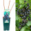 Blackcurrant Ribes Ben Alder | Deciduous Fruit Plant Shrub | 30-50cm Potted 1