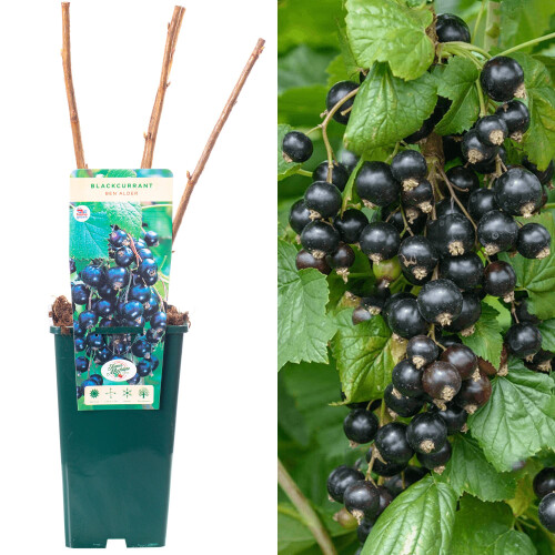 Blackcurrant Ribes Ben Alder | Deciduous Fruit Plant Shrub | 30-50cm Potted