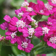 Achillea New Vintage Violet Compact Perennial Long Flowering Potted Garden Shrub (30-40cm Incl. Pot)