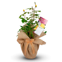 Carbeth Plants Home Sweet Home Rose Bush - New Home Rose Gift Wrapped - Living Plant Gift to Celebrate New Home, Moving In & Housewarming