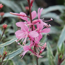 Gaura Plants, Ready for The Garden. 'Gambit Variegata Rose'. Hardy Perennial with Variegated Foliage. Pink Flowers in Summer. 9cm Plant x 2. Available
