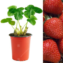 Strawberry Flamenco | Vigorous Long Fruiting Outdoor Garden Fruit Plant | 5 Pack