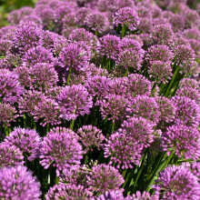 Allium Millenium - Hardy Perennial Ornamental Onion for Gardens and Borders - Vibrant Purple-Pink Flowering Outdoor Plant in Pot (9cm Pot, 10-20cm)