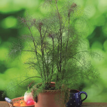 Bronze Fennel 'Smokey'. Plug Plant x 3. Perennial herb with Aniseed, liquorice Flavour. Ideal for Borders. Plants for Pollinators. Available from