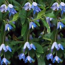 Sollya Heterophylla Bluebell Creeper Evergreen Perennial Flowering Climber Shrub (20-30cm (Incl. Pot))
