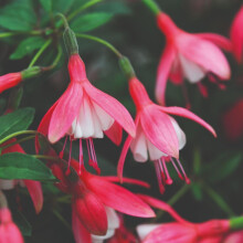 Fuchsia 'Lady Thumb' Hardy Compact Pink and White Flowers for Patio Pots Rockeries or Perennial Borders 1x or 3X 9cm Pots by Thompson and Morgan