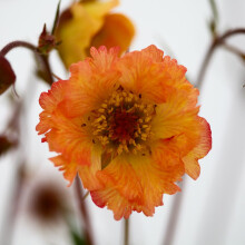 Geum 'Cocktail Mai Tai'. Plug Plant x 3. Avens. Orange Double Flowers. Available from Bedwen Plants