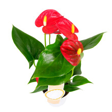 Anthurium Plant with Red Flowers - Flamingo Laceleaf Plant in a 11cm Pot