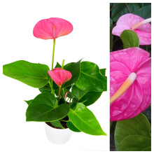 Anthurium Plant with Pink Flowers - Flamingo Laceleaf Plant in a 11cm Pot