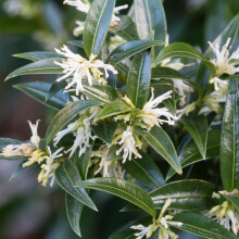 Sarcococca Dragon Gate - Sweet Box - Evergreen Shrub with Dark Green Foliage, Fragrant White Flowers - Shade Lover, Ideal for Pots and Containers (9cm