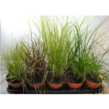 Hardy Ornamental Carex Grass Collection x 3 Varieties in 8cm pots