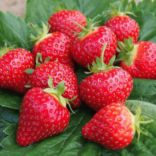 6 x Strawberry Cambridge Favourite Bare Root Plants - Grow Your Own Strawberries - Bare Root Strawberry Runners - Fruit Plant (Regular Packaging