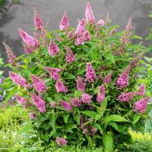 Buddleia Candy Little Pink - Butterfly Bush Plant - Hardy Garden Outdoor Shrubs - Ready-to-Plant Scented Buddleia - Perfect for Pollinators - Garden