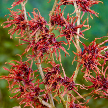 Hamamelis Feuerzauber Witch Hazel Plant - Winter Flowering Plants - All Year Round Hardy Outdoor Plants - Outdoor Garden Ready Easy Plant (9cm Pot,