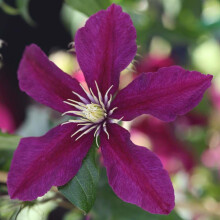 Clematis 'Niobe' ? Hardy Perennial Climber ? Ruby-Red Summer Flowers ? Compact Clematis for Containers or Borders ? Starry Blooms 3X 7cm Pots by