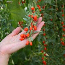 Carbeth Plants - Goji Berry Plant in 9cm Pot - Lycium Superfood Hardy Fruit Bush for Outdoor Planting - 20-25cm in Height - Ideal for Growing Patio