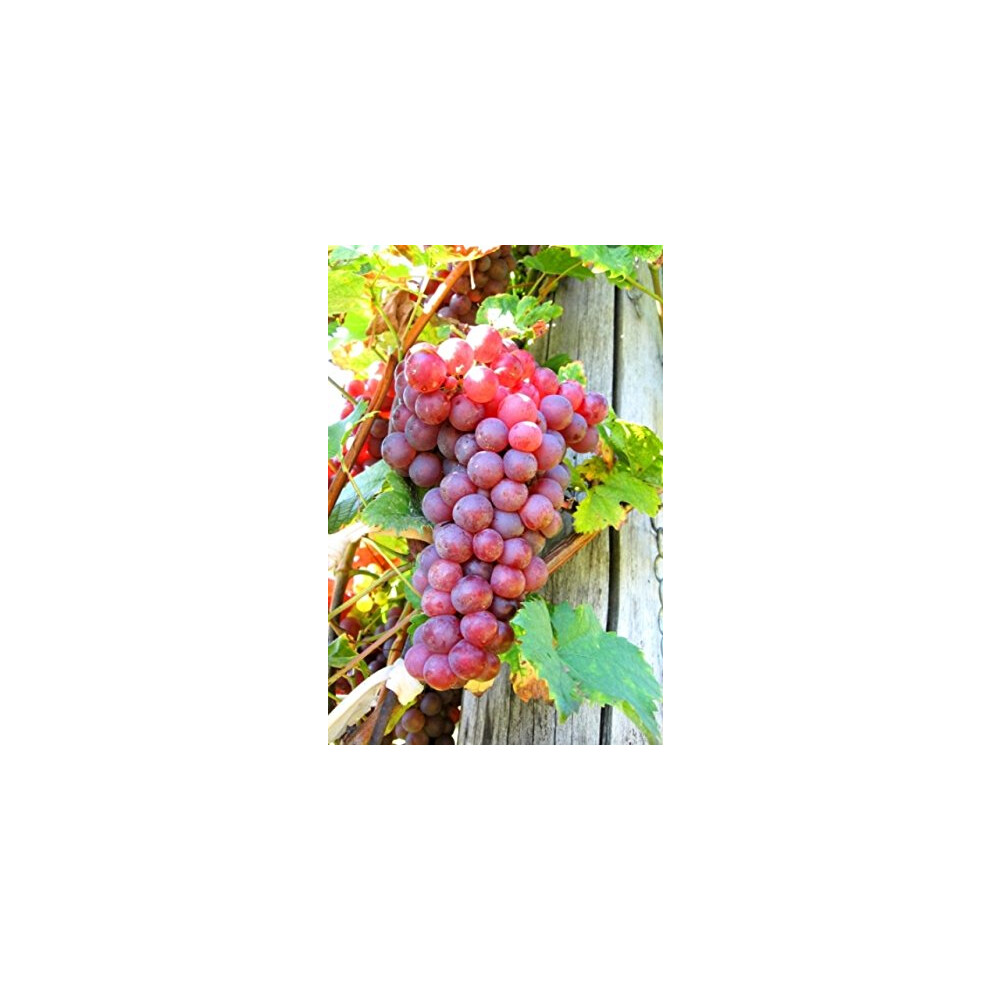 Carbeth Plants Grape Plant 'Suffolk ' Vitis Plants In A 9Cm Pot - Grape Vine For Planting In The Garden In The Uk Red