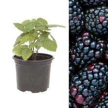 Carbeth Plants - BlackBerry Rubus Thornless Fruit Plant in 9cm Pot - Outdoor Ready to Plant Summer Fruiting Berry Shrub - Thorn Free Child Friendly