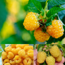 Carbeth Plants Raspberry Fallgold Fruit Plant in 12cm Pot - Golden Autumn Fruiting Rubus Bush for Garden or Patio - Produces Sweet Yellow Berries -
