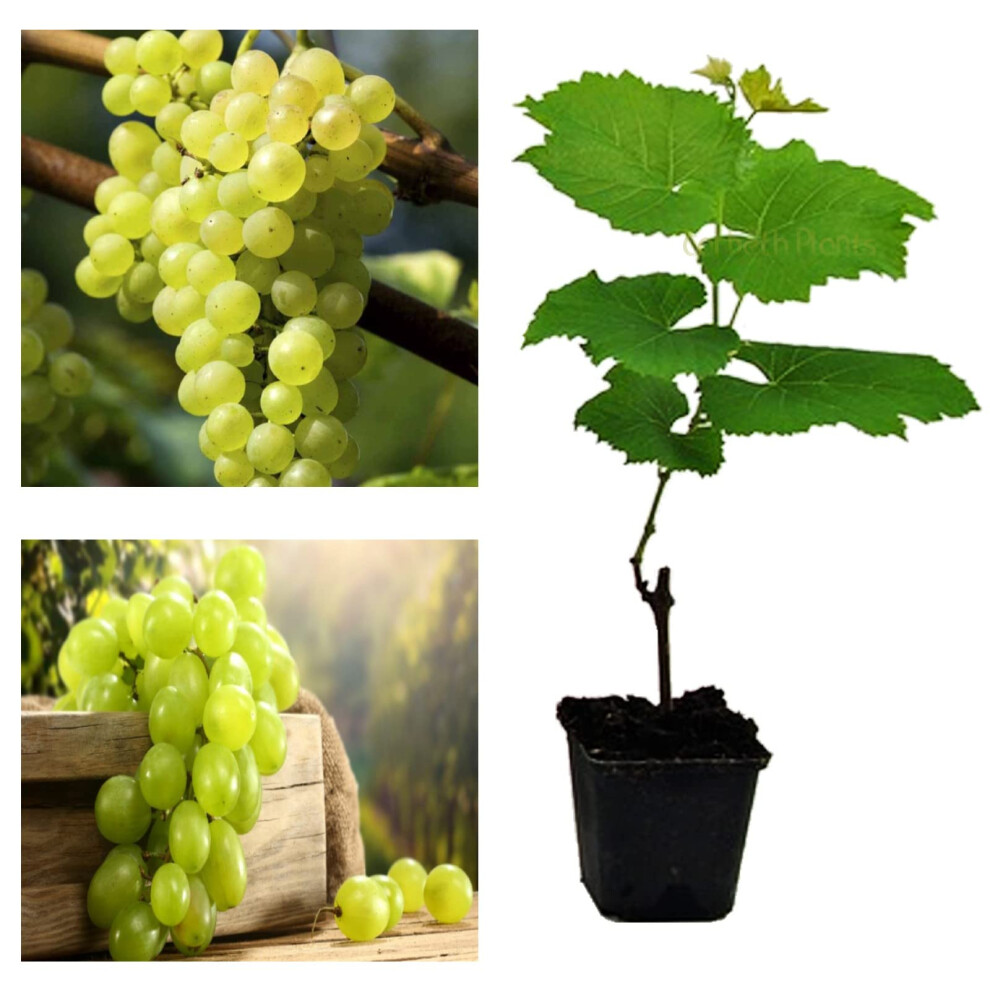 Carbeth Plants Grape Plant 'Phoenix' High Yielding Large Plant In 9Cm Pot - Grape Vine - Vitis Grapes (Environment Friendly Packaging)