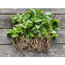 12 x Strawberry Elsanta A Bare Root Plants - Grow Your Own Strawberries - Bare Root Strawberry Runners - Fruit Plant (Plastic-Free Packaging)