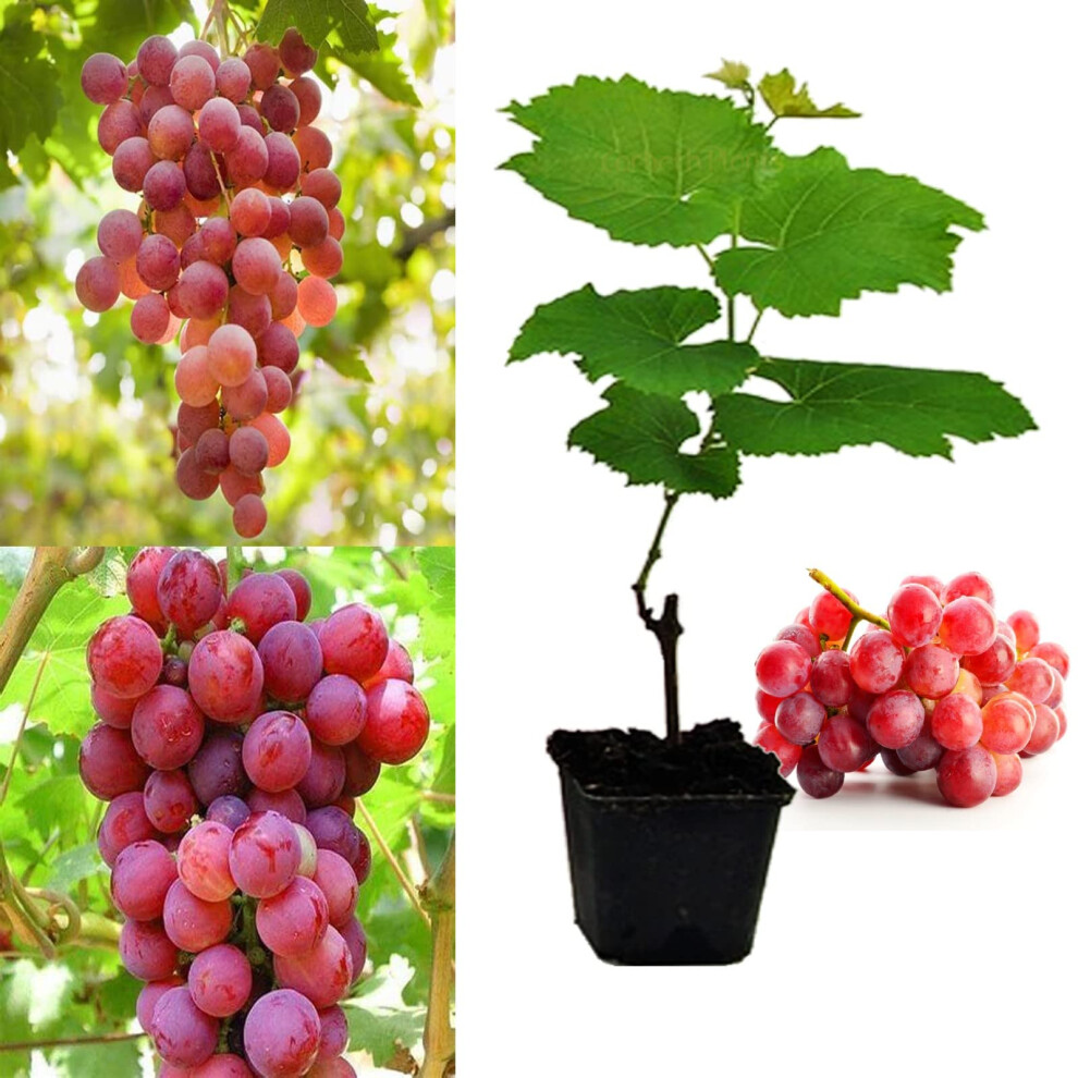 Carbeth Plants Grape Plant 'Suffolk ' Vitis Plants In A 9Cm Pot - Grape Vine For Planting In The Garden In The Uk (Friendly Environment Packaging) Red