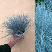 Carbeth Plants 3 x Festuca Intense Blue Grass Plants in 9cm Pots ? Hardy Ornamental Evergreen Grass with Striking Blue Foliage - Ideal for Borders,