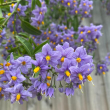 Solanum Glasnevin (Chilean Potato Tree) in 9cm Pot - Semi Evergreen with Lovely Purple Flowers (3 Plants)