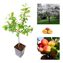 Plum Tree - Sweet Orange Plum - Patio Fruit Tree 2-4ft in 5 Litre Pot - High Yielding (3 Plants)