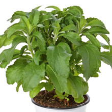 Stevia Plug Plants. 'Sweety'. Unusual Sweet leaved Tender Culinary herb. Natural Sweetener. Medium Plug Plants x 4. Available from Bedwen Plants.