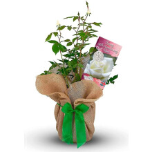 Ivory 14th Wedding Anniversary Rose Bush Gift Wrapped In a 3 Litre Pot (2 Plants)