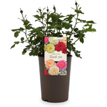 Beautiful Pink Gift Rose - to Say Thank You - Gift Wrap Included | Modern Garden Hybrid Bush Rose - 3L Potted Floral Flowers
