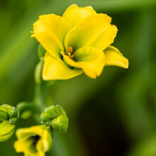 Hemerocallis ?See You Tomorrow? ? Daylily ? Hardy Perennial ? Long-Lasting Yellow Flowers ? Up to 7 Days Bloom ? RHS Chelsea 2025 Shortlisted ? 2X 2