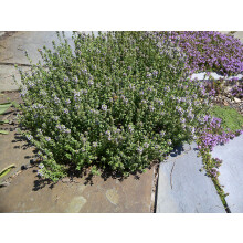 Thyme Plant for Culinary Use - Thymus Shrub in a 14cm Pot - Can Be Planted in Patio Pots