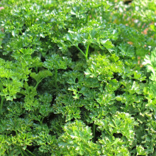 Parsley 'Envy' Value Plug Plants x 5. Culinary herb. Curly leaf parsley. Available from Bedwen Plants.