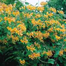 1 X LONICERA 'TELLMANNIANA' DECIDUOUS Climber Hardy Garden Plant in Pot