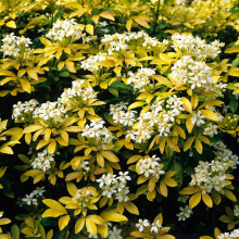 Choisya Sundance - 2 Plants in 9cm Pots - Mexican Orange Bloosom - Aromatic Evergreen Shrubs