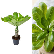 Brighamia insignis 'Hawaiian Palm' - Indoor Plant in 12cm Pot - Produces Yellow Flowers (3 Plants)