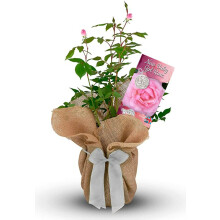 New Baby Girl Rose Bush - Gift Wrapped Rose Bush to Celebrate The Birth of a New Baby Girl - Arrives in a 3Litre Pot Ready to Plant (1 Plant)